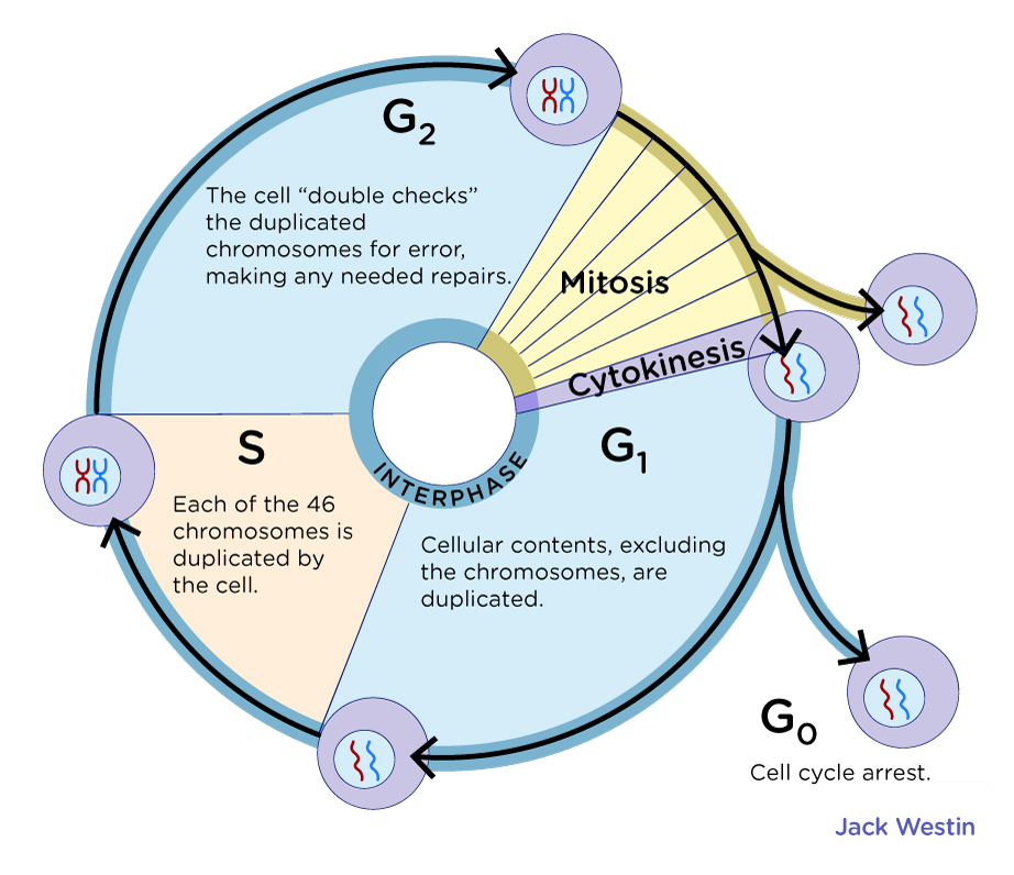 Phases Of Cell Cycle G0 G1 S G2 M - Mitosis - MCAT Content