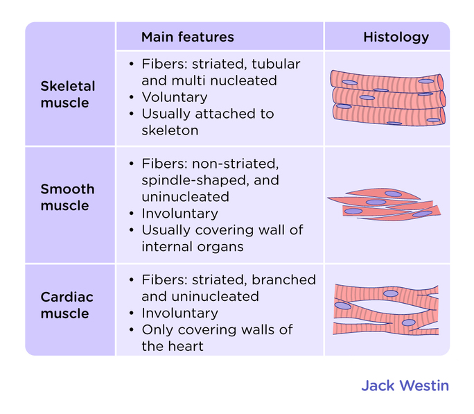 Cardiac Muscle Structure