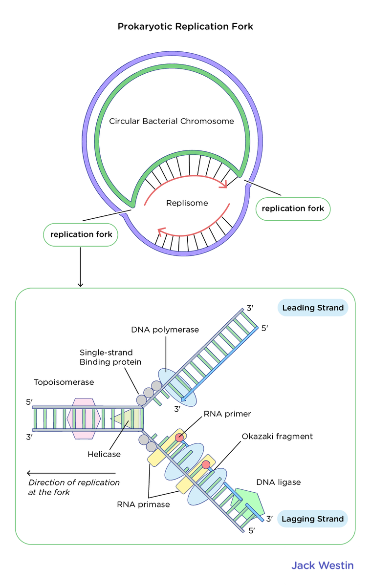 Role And Structure Of Ribosomes - Translation - MCAT Content