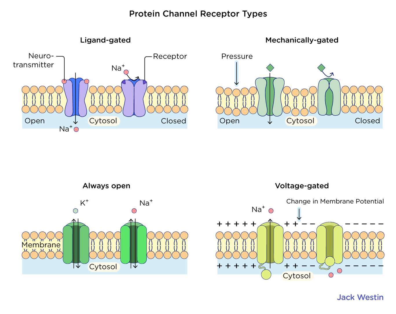 Membrane Receptors Plasma Membrane Mcat Content