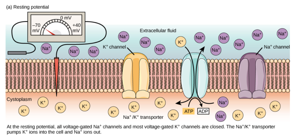 Membrane Potential Plasma Membrane Mcat Content