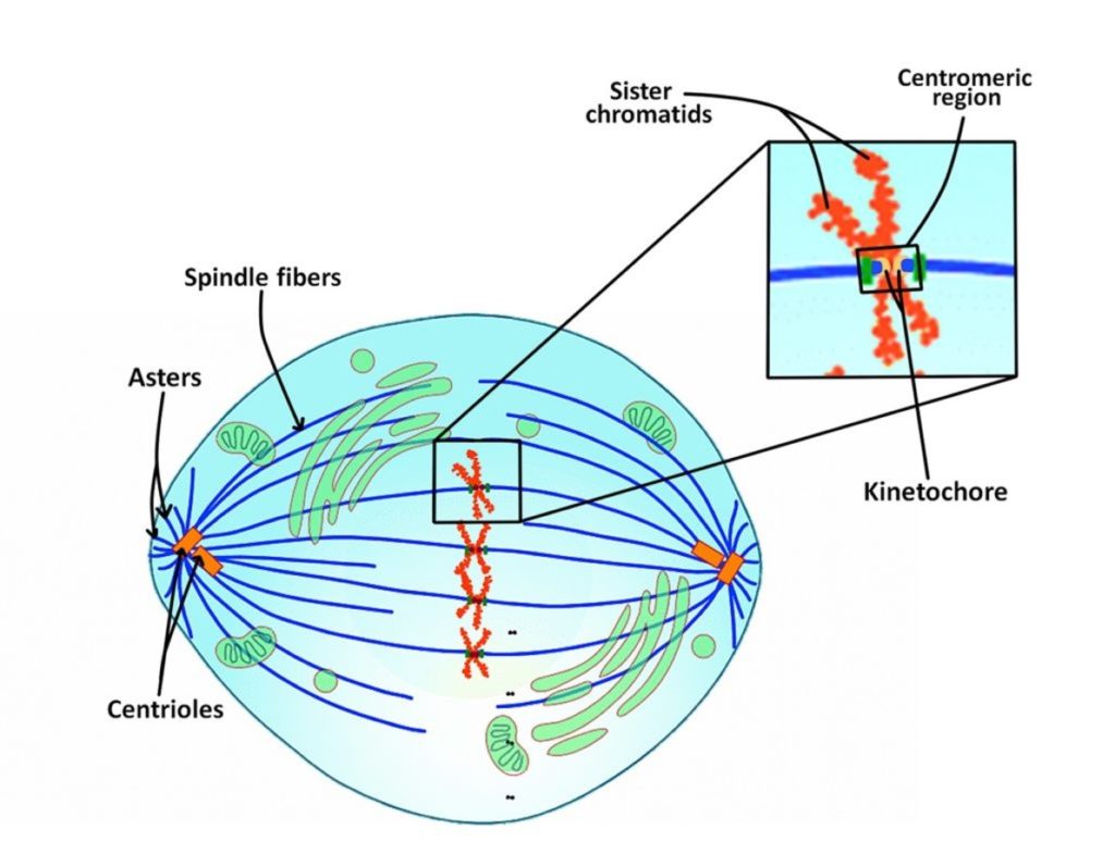 mitotic-structures-mitosis