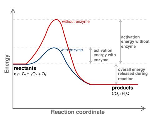 Reduction Of Activation Energy - Enzyme Structure And Function - MCAT ...