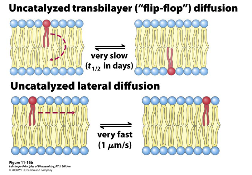 Membrane Dynamics - Plasma Membrane - MCAT Content