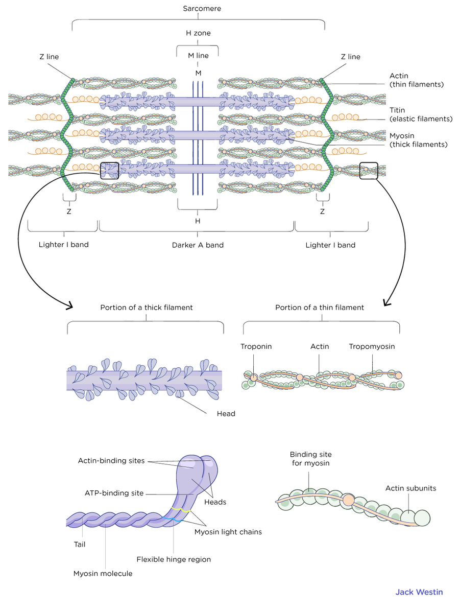 Muscle Structure And Control Of Contraction Muscle System Mcat Content Muscle Structure And Control Of Contraction Muscle System Mcat Content