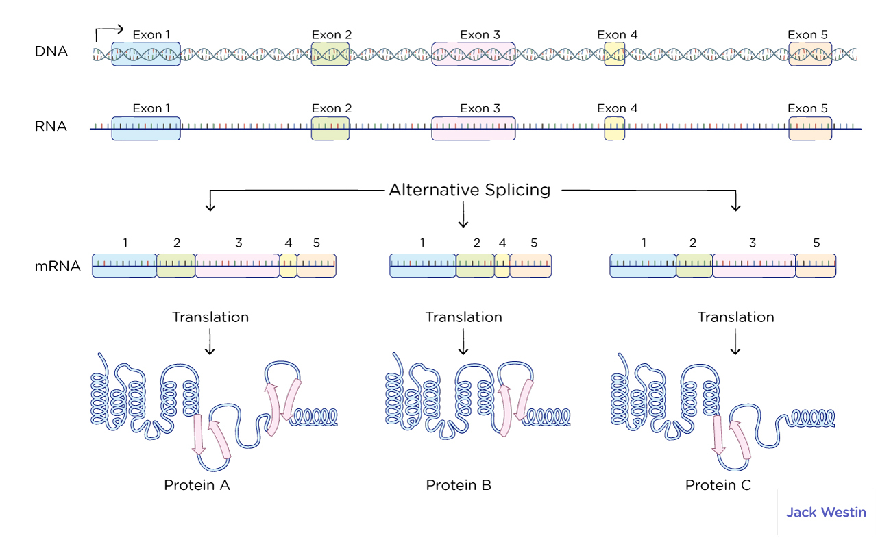 Mrna Processing In Eukaryotes Introns Exons - Transcription - MCAT Content