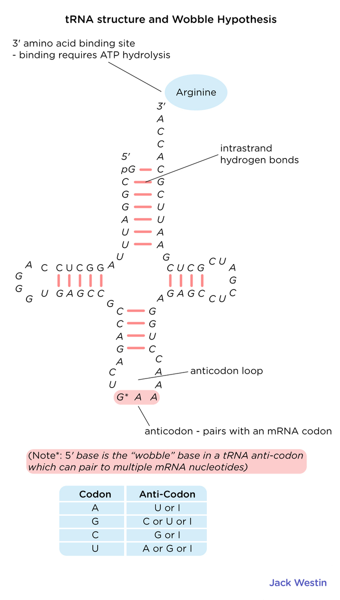Degenerate Code Wobble Pairing Genetic Code Mcat Content