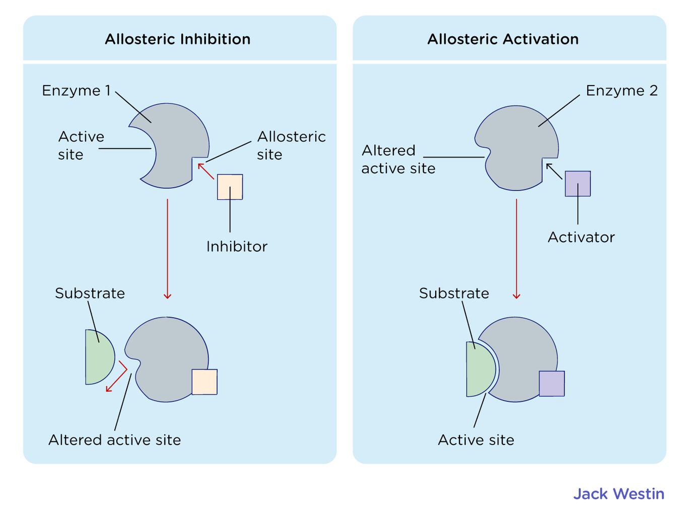 Regulatory Enzymes - Control Of Enzyme Activity - MCAT Content