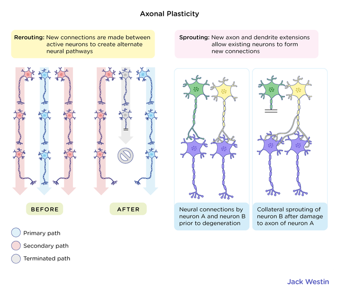 Changes In Synaptic Connections Underlie Memory And Learning - Memory ...