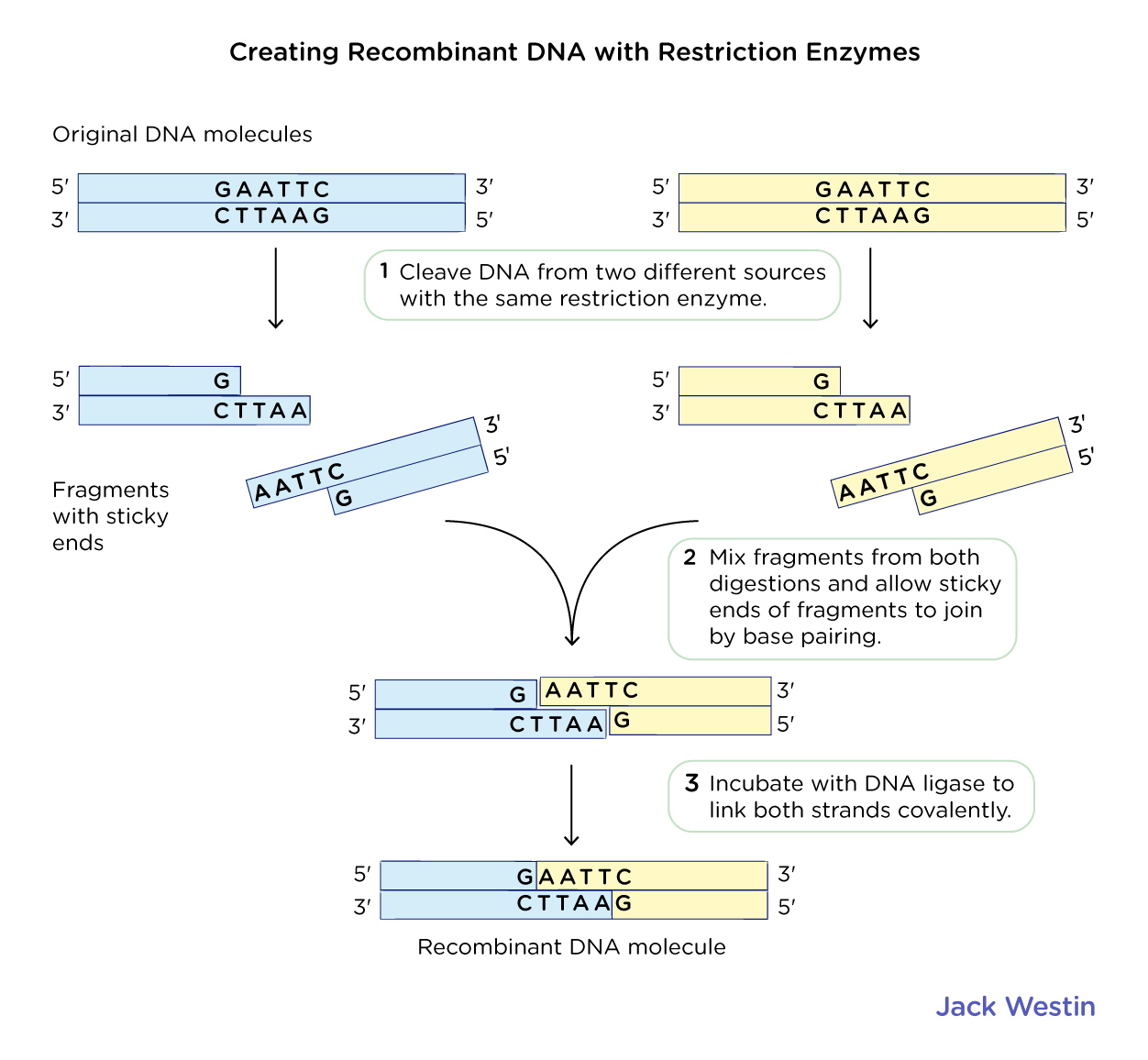 Restriction Enzymes - Recombinant Dna And Biotechnology - MCAT Content