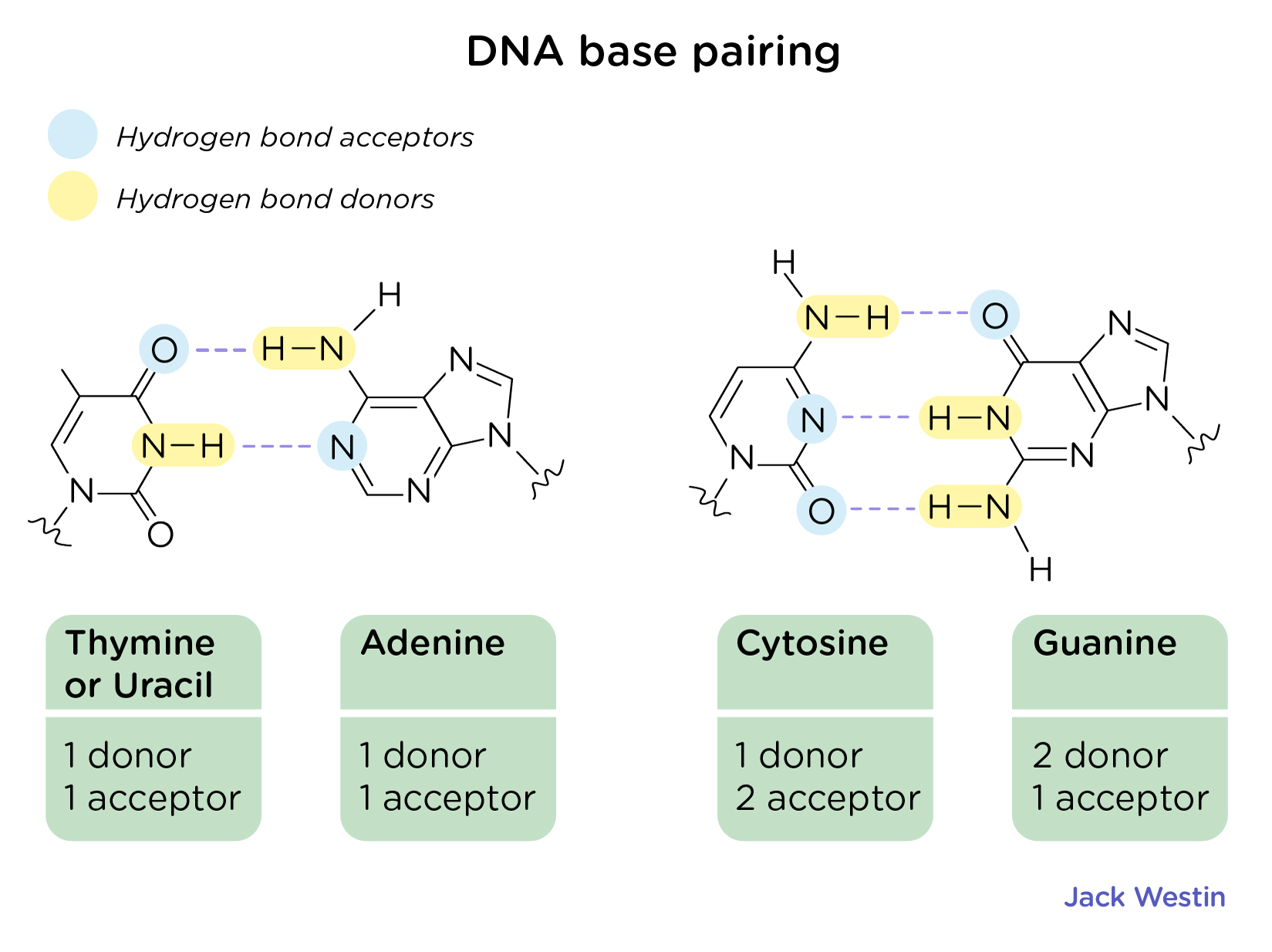 Base Pairing Specificity A With T G With C - Nucleic Acid Structure And ...