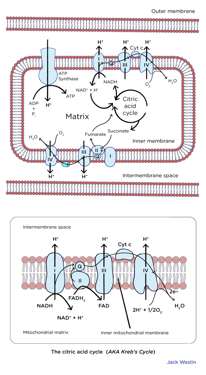 Electron Transport Chain And Oxidative Phosphorylation Substrates And ...