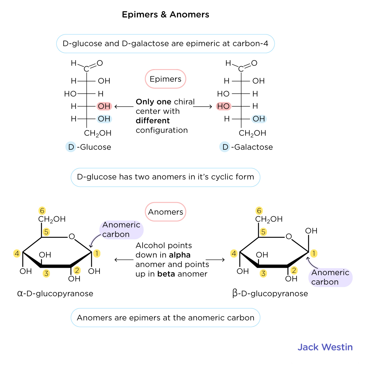 Cyclic Structure And Conformations Of Hexoses - Carbohydrates - MCAT ...