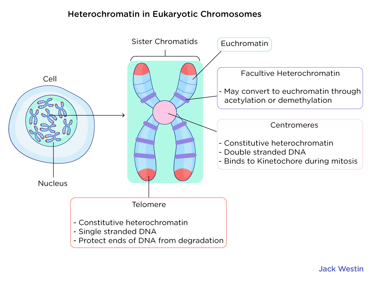 Heterochromatin Vs Euchromatin - Eukaryotic Chromosome Organization ...