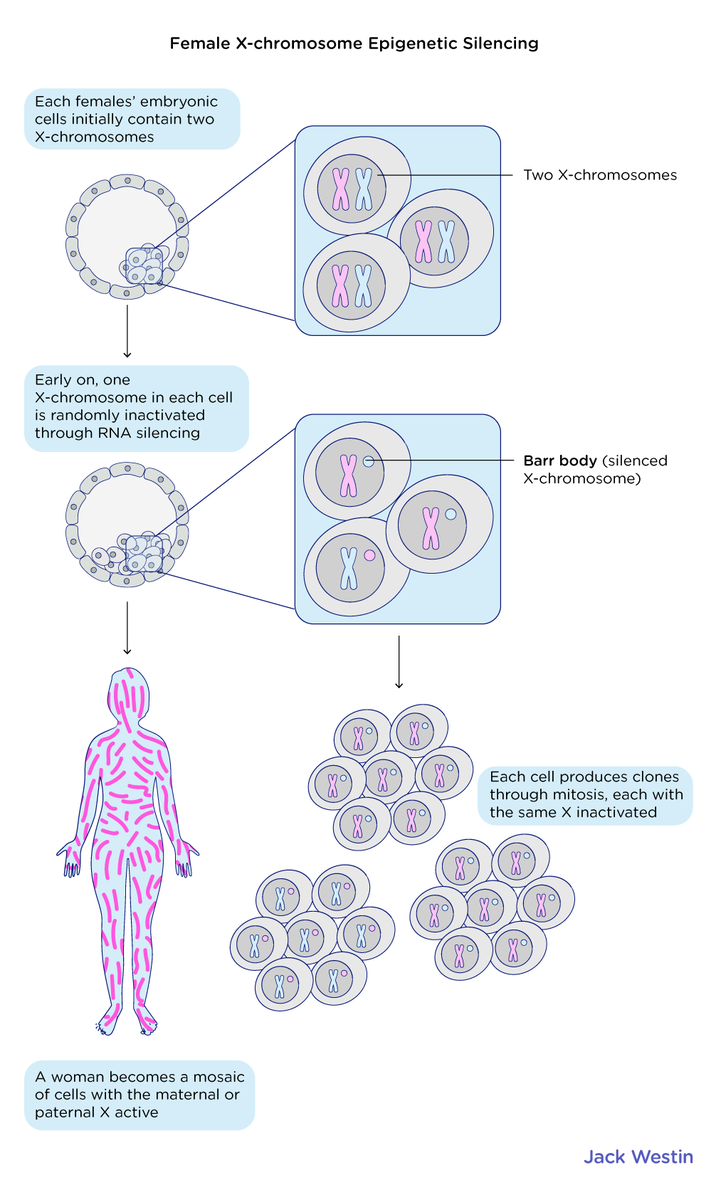 Segregation Of Genes - Meiosis And Other Factors Affecting Genetic ...