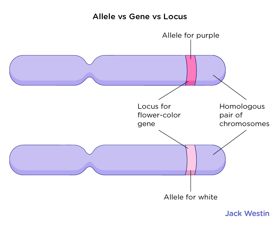 Locus - Mendelian Concepts - MCAT Content