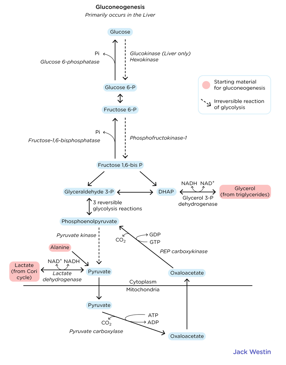 Glycolysis And Gluconeogenesis Comparison