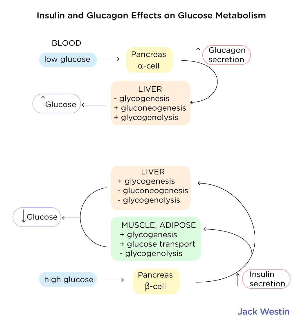 Hormonal Regulation Of Fuel Metabolism - Hormonal Regulation And ...