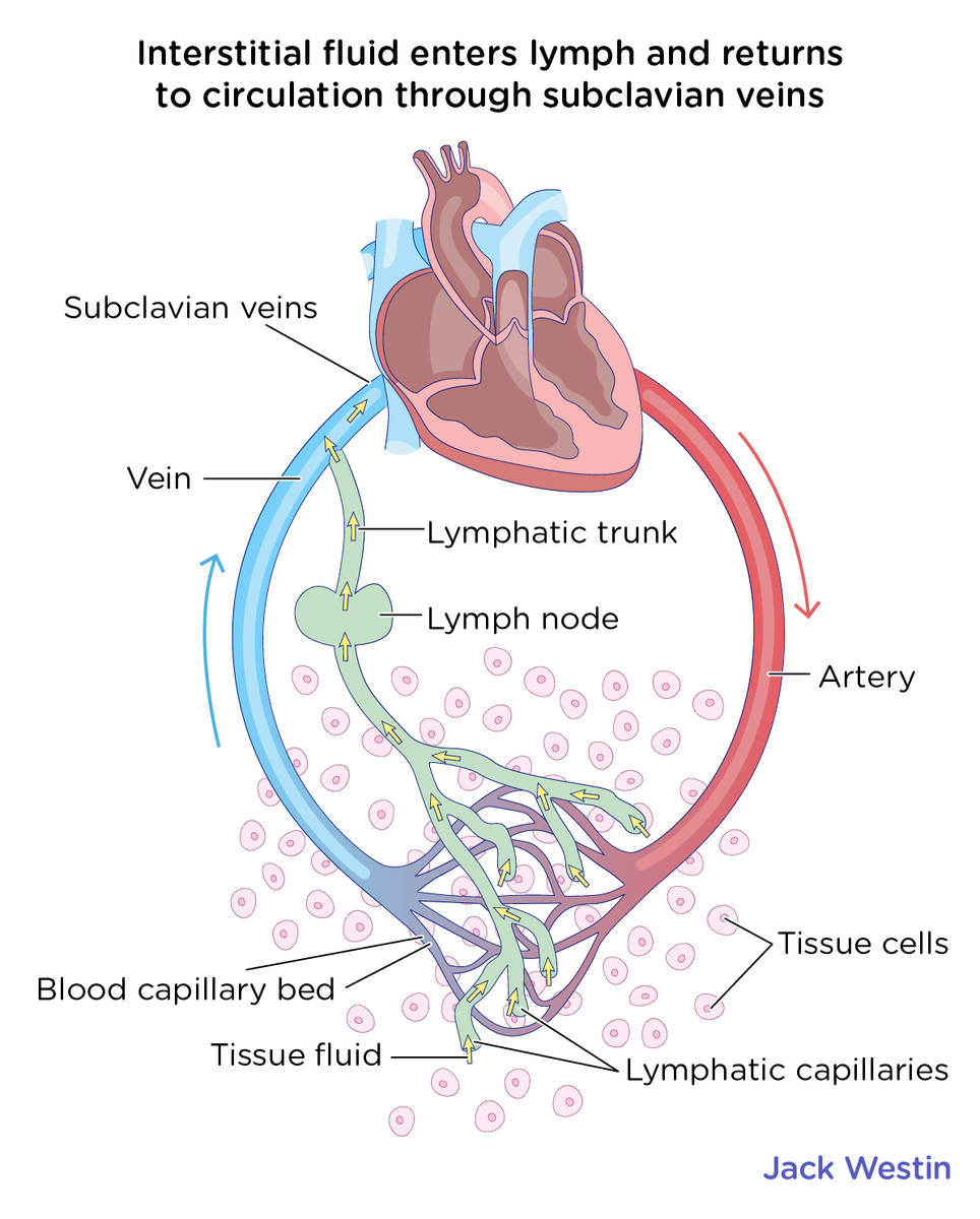 Structure Of Lymphatic System - Lymphatic System - MCAT Content