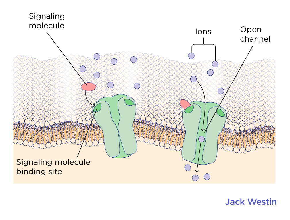 Gated Ion Channels - Biosignalling - MCAT Content