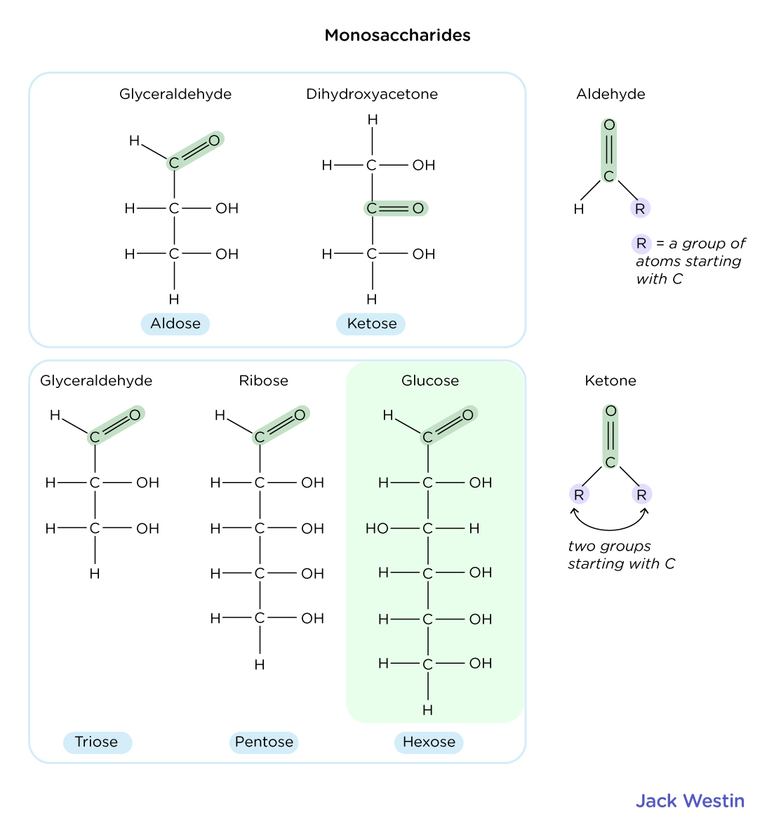 Monosaccharides - Carbohydrates - MCAT Content