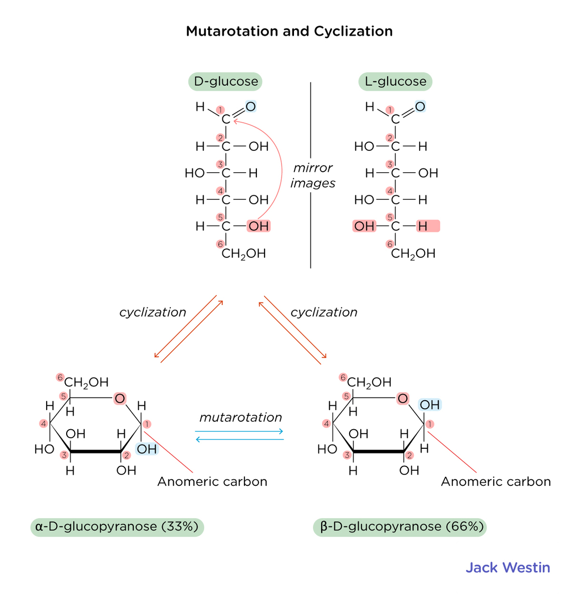 Cyclic Structure And Conformations Of Hexoses - Carbohydrates - MCAT ...