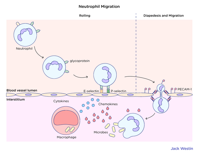 Innate Non Specific Vs Adaptive Specific Immunity - Immune System ...