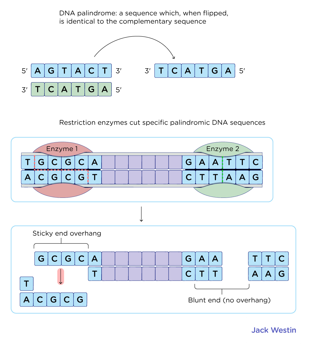 Restriction Enzymes - Recombinant Dna And Biotechnology - MCAT Content