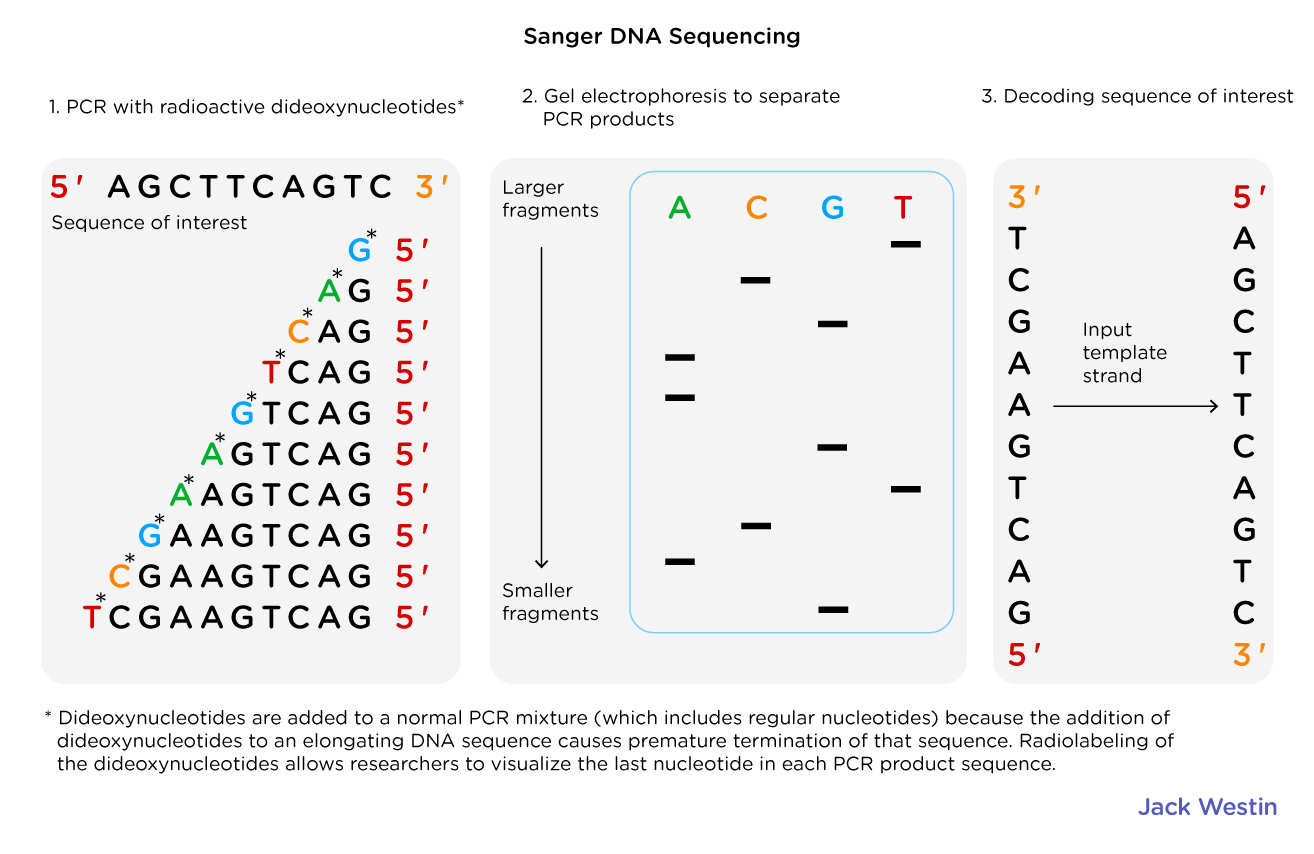 Dna Sequencing - Recombinant Dna And Biotechnology - MCAT Content