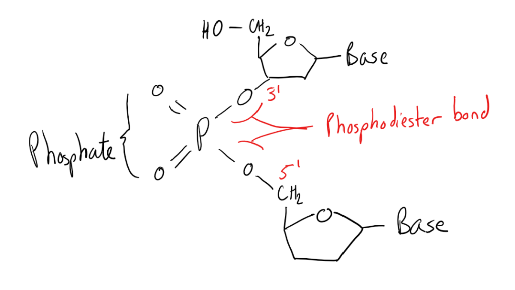 Nucleotides And Nucleic Acids Chemistry - Nucleotides And ...