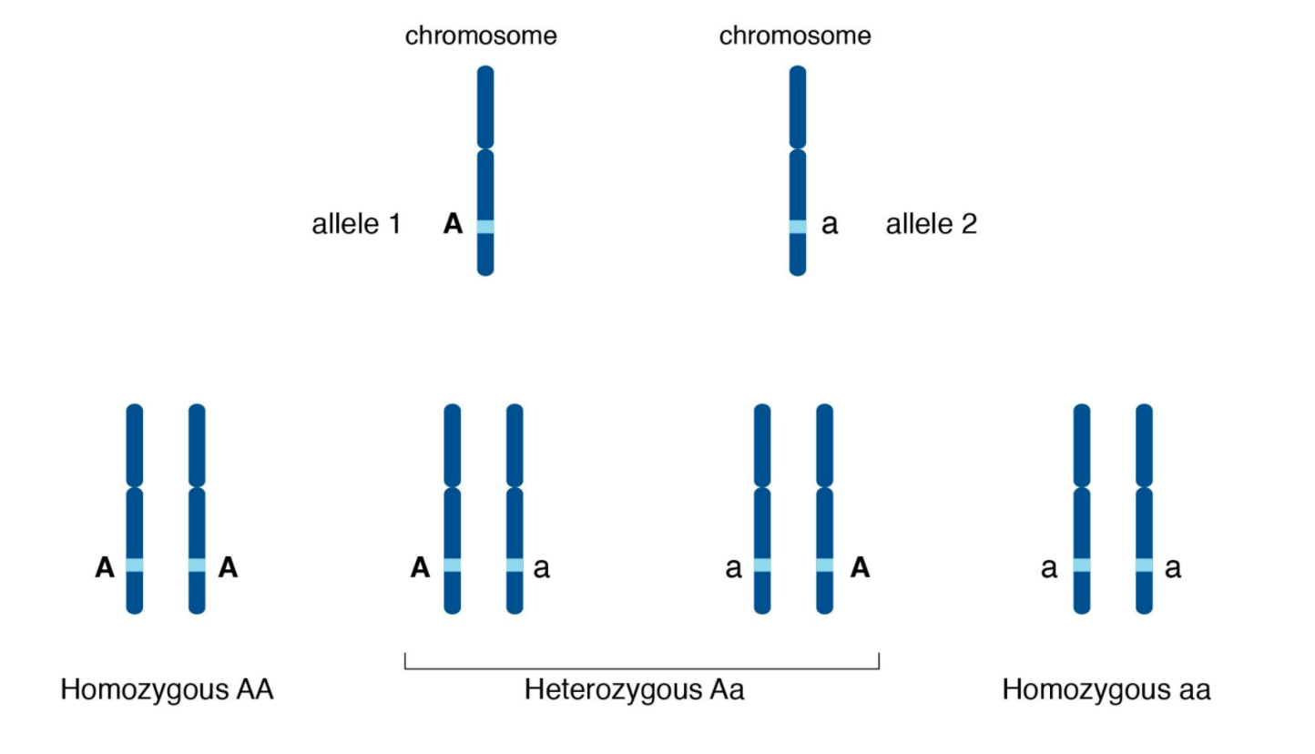 Homozygosity And Heterozygosity - Mendelian Concepts - MCAT Content