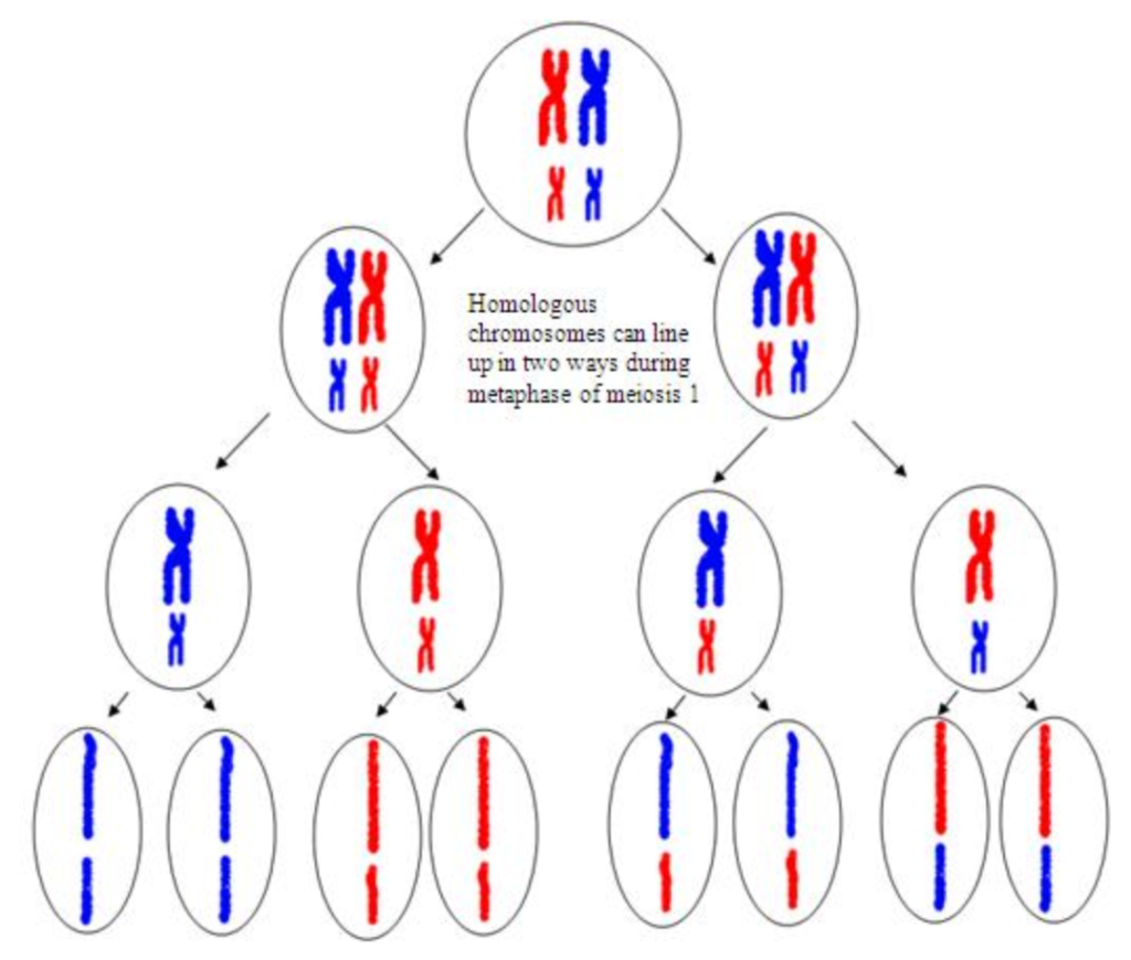 Nondisjunction Biology
