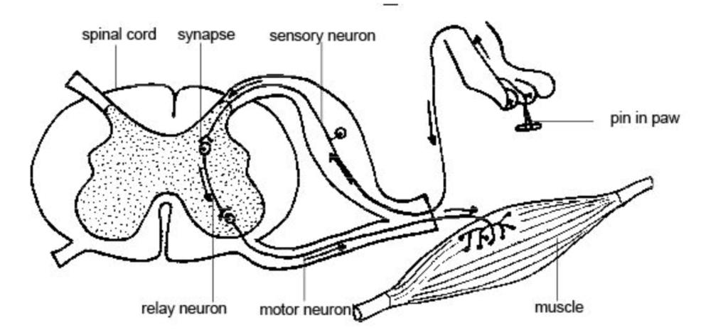 reflexes-nervous-system-structure-and-function