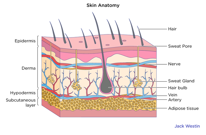 Epidermis Layers