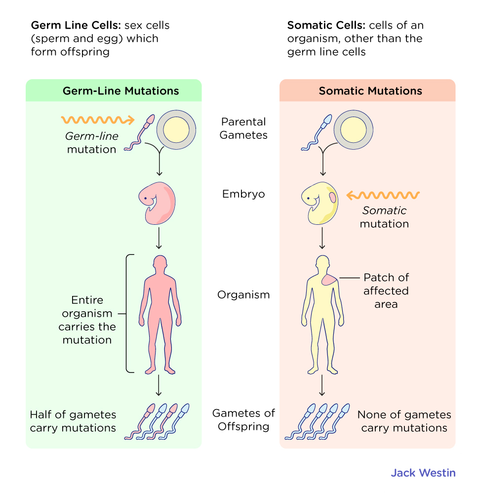 Mutation - Meiosis And Other Factors Affecting Genetic Variability ...