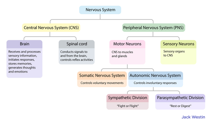 Sympathetic And Parasympathetic Nervous Systems Antagonistic Control ...