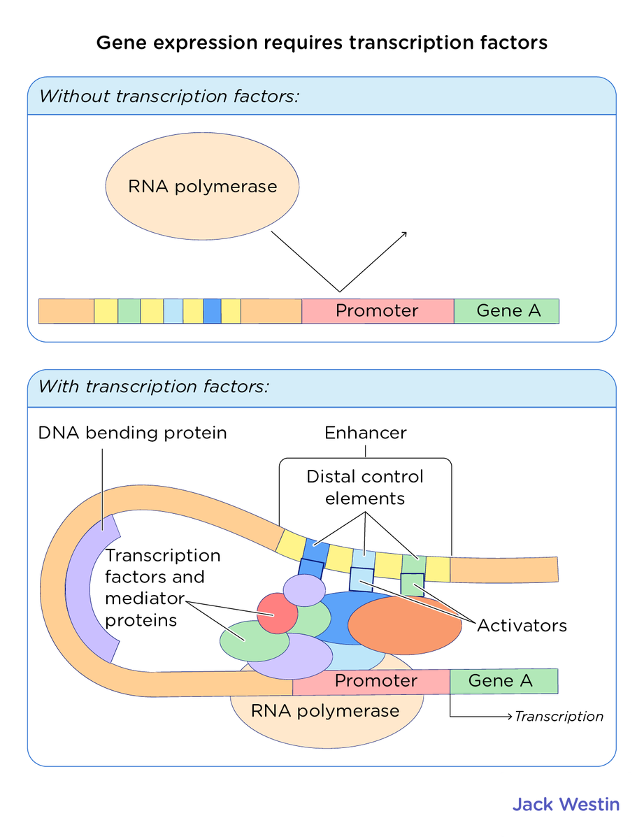 Dna Binding Proteins Transcription Factors - Control Of Gene Expression ...