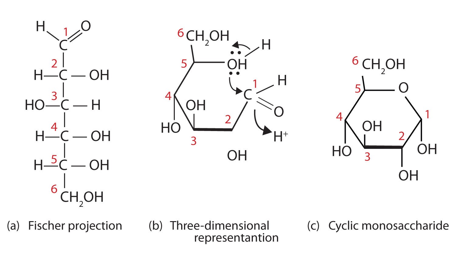 Cyclic Structure And Conformations Of Hexoses - Carbohydrates - MCAT ...