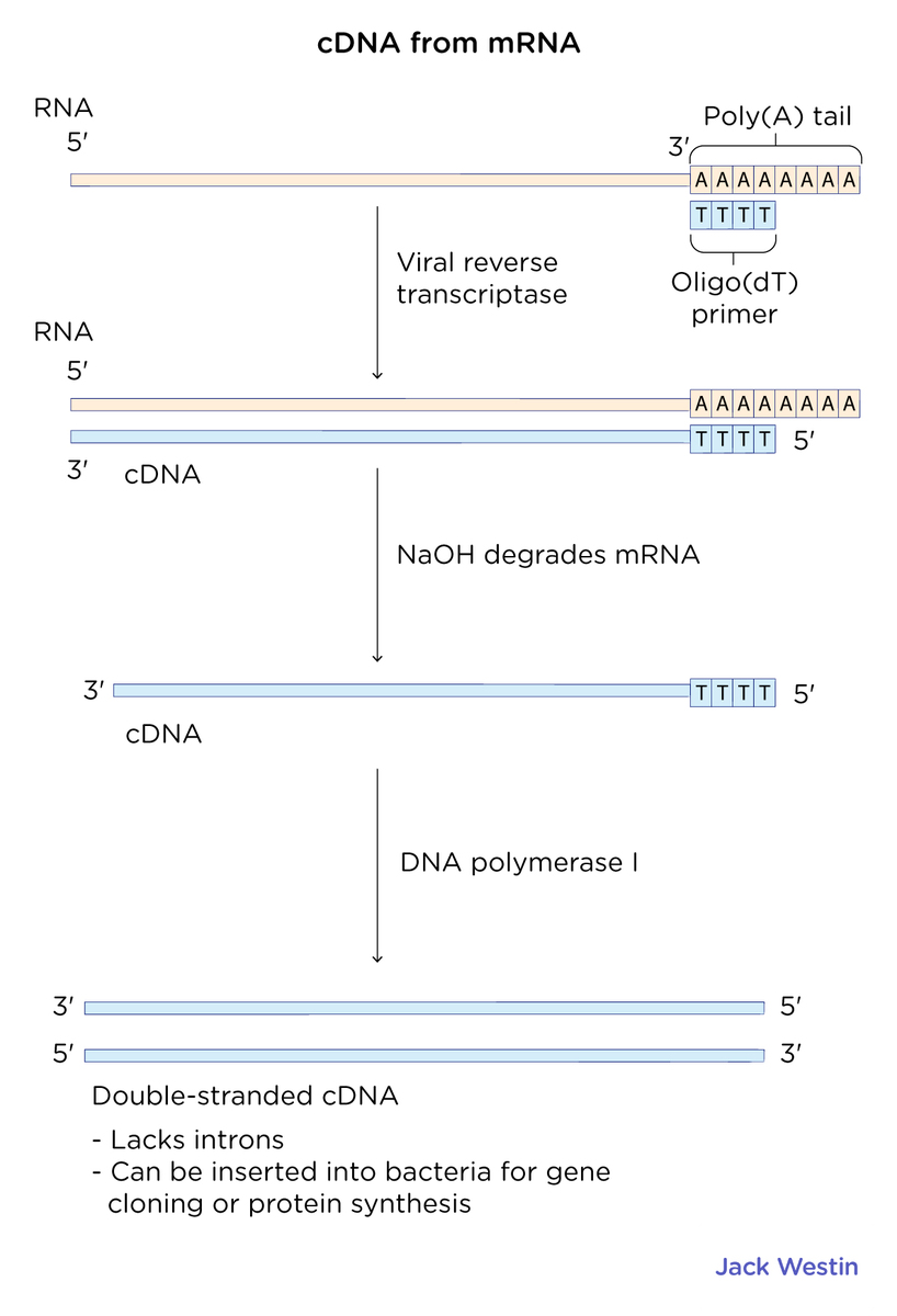 Generation Of Cdna - Recombinant Dna And Biotechnology - MCAT Content