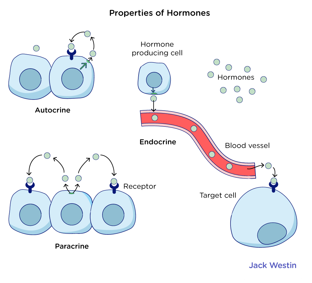 The Endocrine System - Biological Bases Of Behavior - MCAT Content