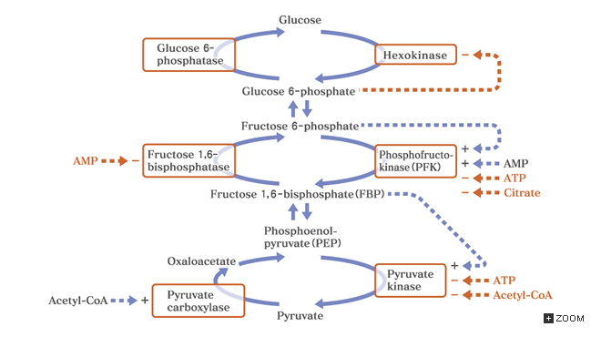 Glycolysis Aerobic Substrates And Products - Glycolysis Gluconeogenesis ...