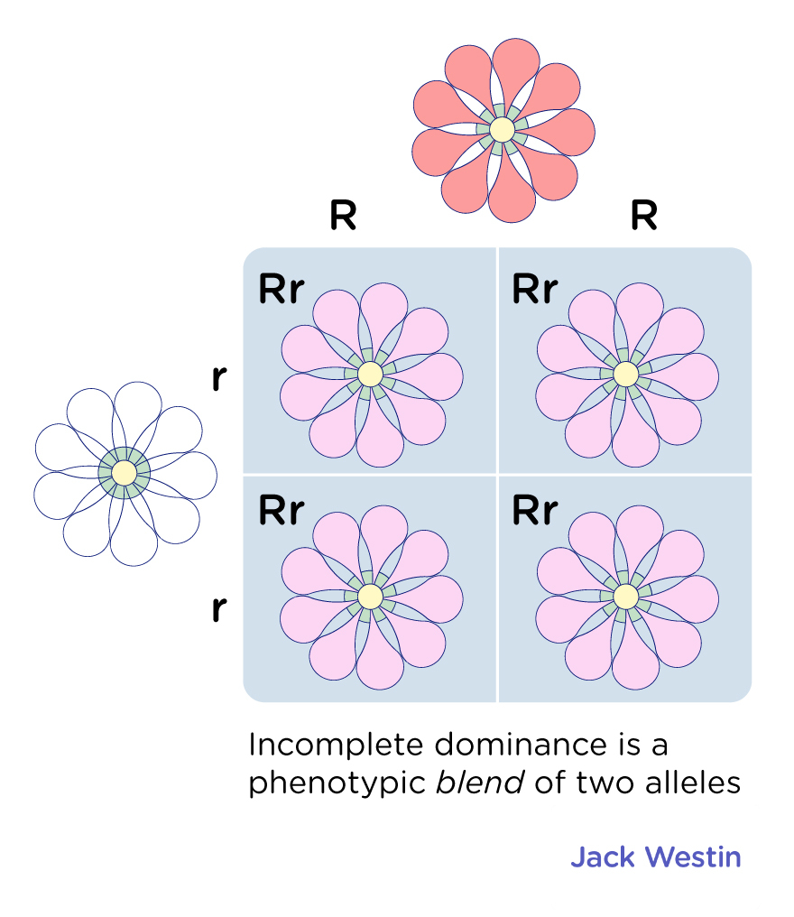 Incomplete Dominance Leakage Penetrance Expressivity - Mendelian ...