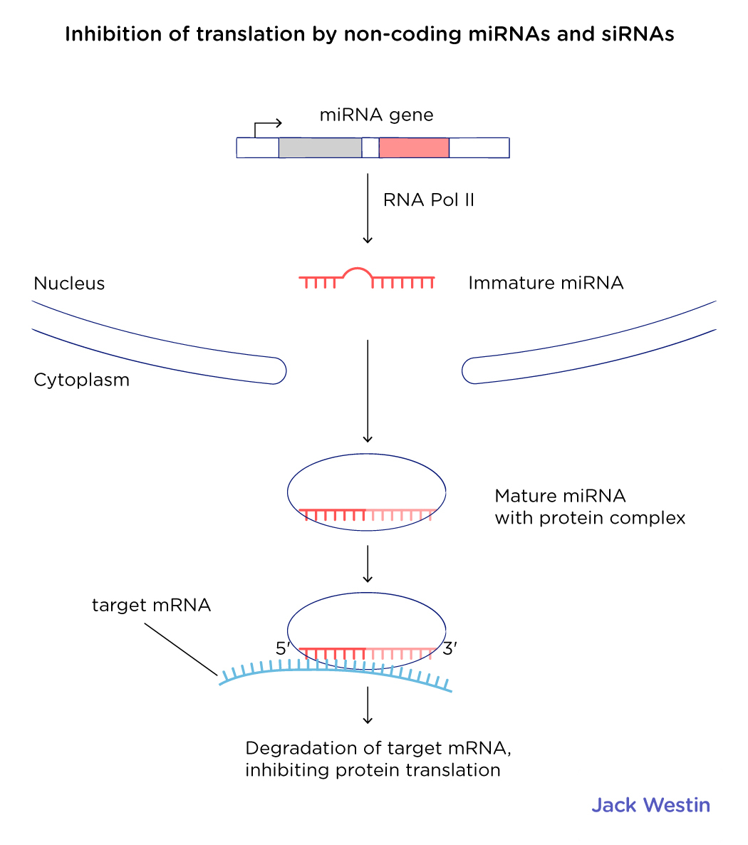 Role Of Non Coding Rnas - Control Of Gene Expression In Eukaryotes ...