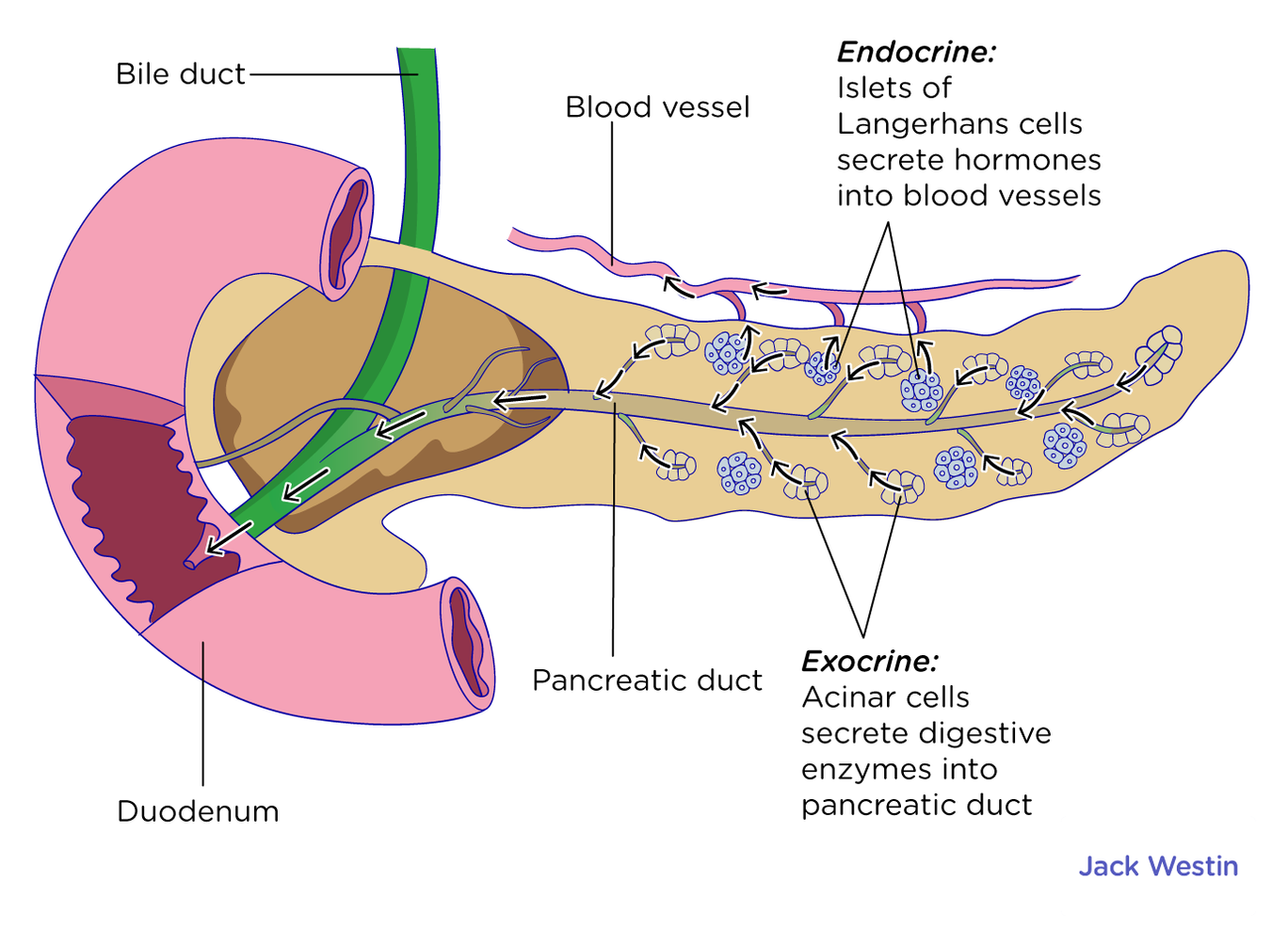 Pancreas Digestive System Mcat Content