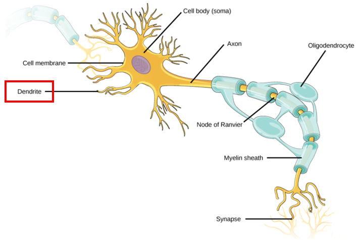 Dendrites Branched Extensions Of Cell Body - Nerve Cell - MCAT Content