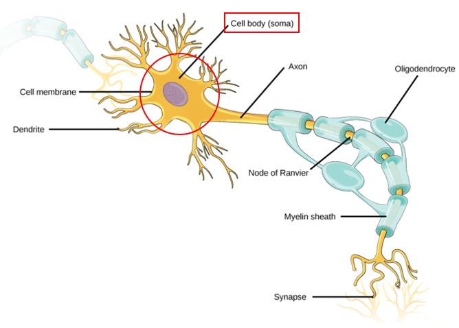 Cell Body Site Of Nucleus Organelles - Nerve Cell - MCAT Content