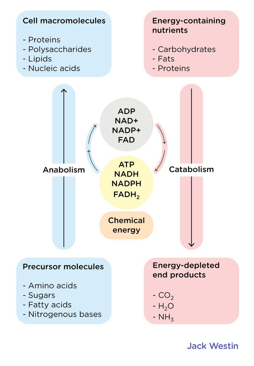 Regulation Of Metabolic Pathways 2 - Principles Of Metabolic Regulation ...